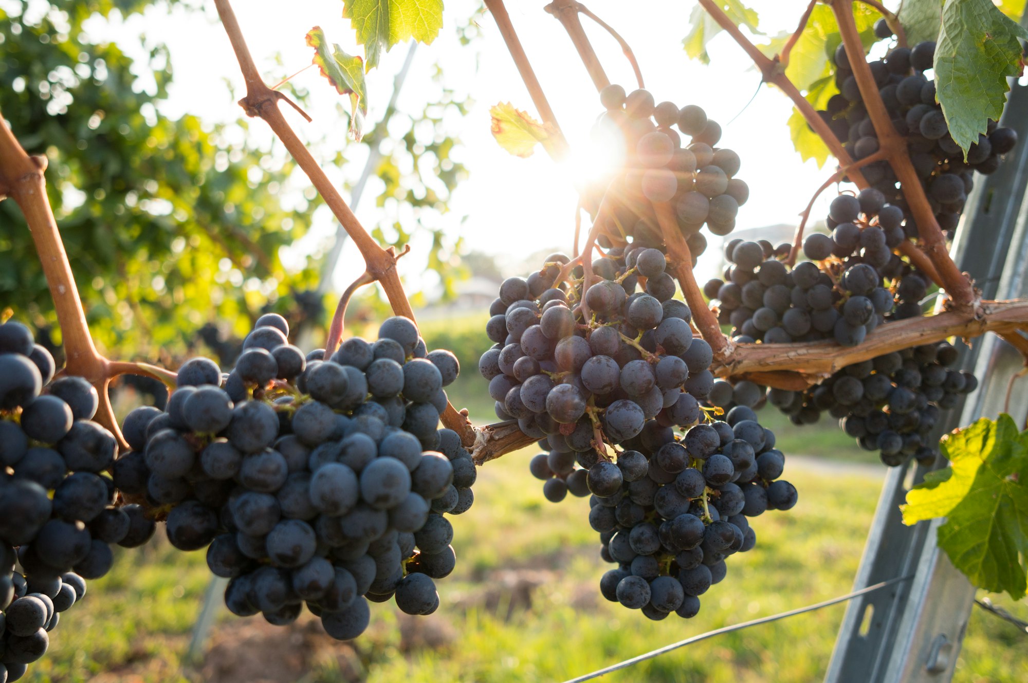 Sunny afternoon in the vineyards