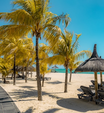 coconut tree near shoreline