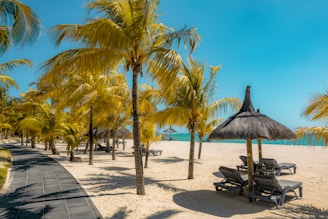 coconut tree near beach side