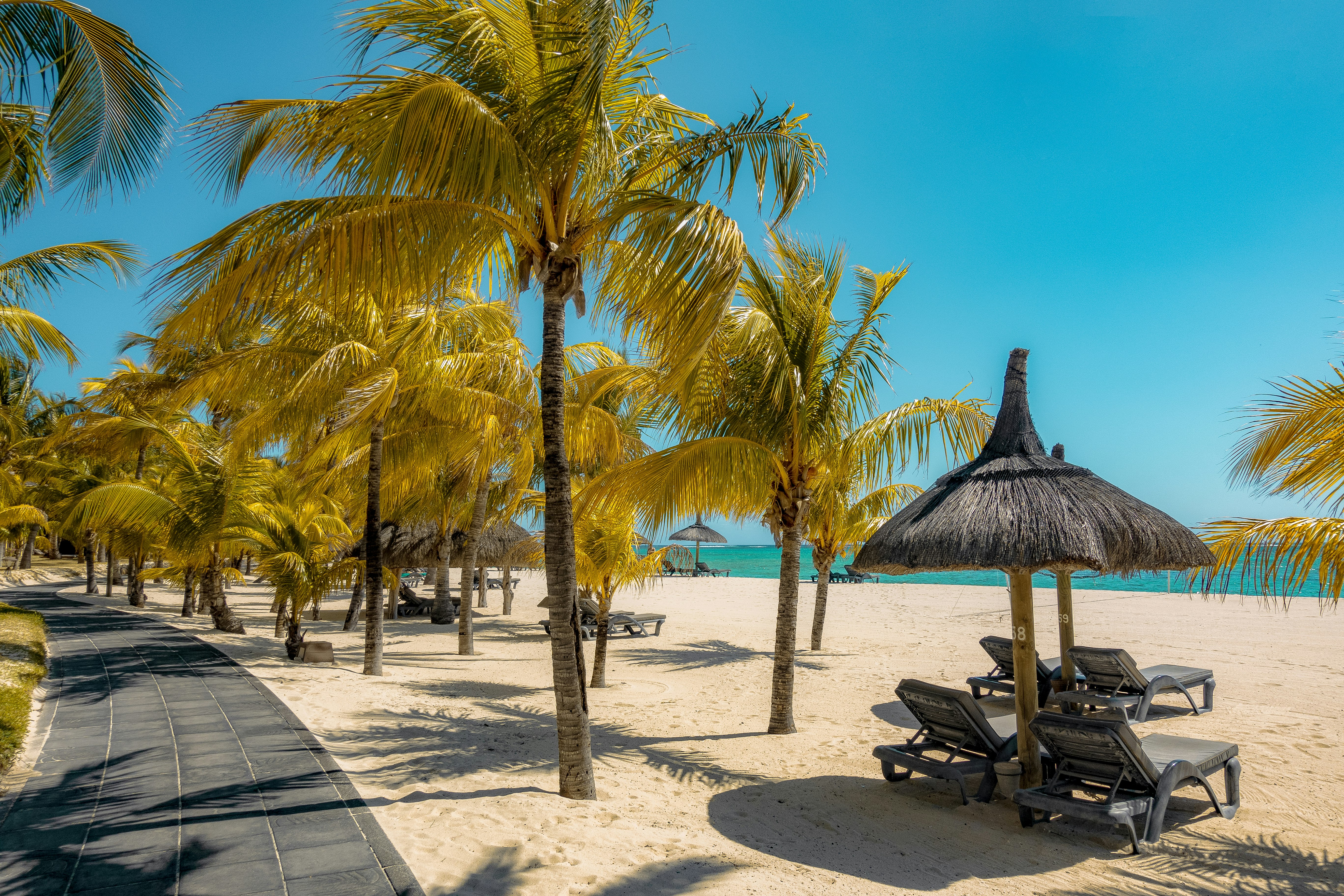 coconut tree near shoreline