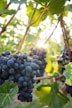 shallow focus photo of grapes