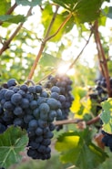 shallow focus photo of grapes
