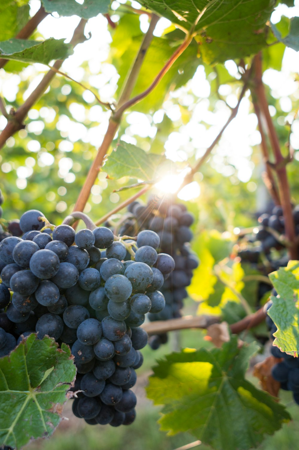 shallow focus photo of grapes