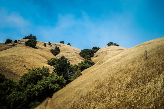 brown and green hill in Mount Tamalpais United States