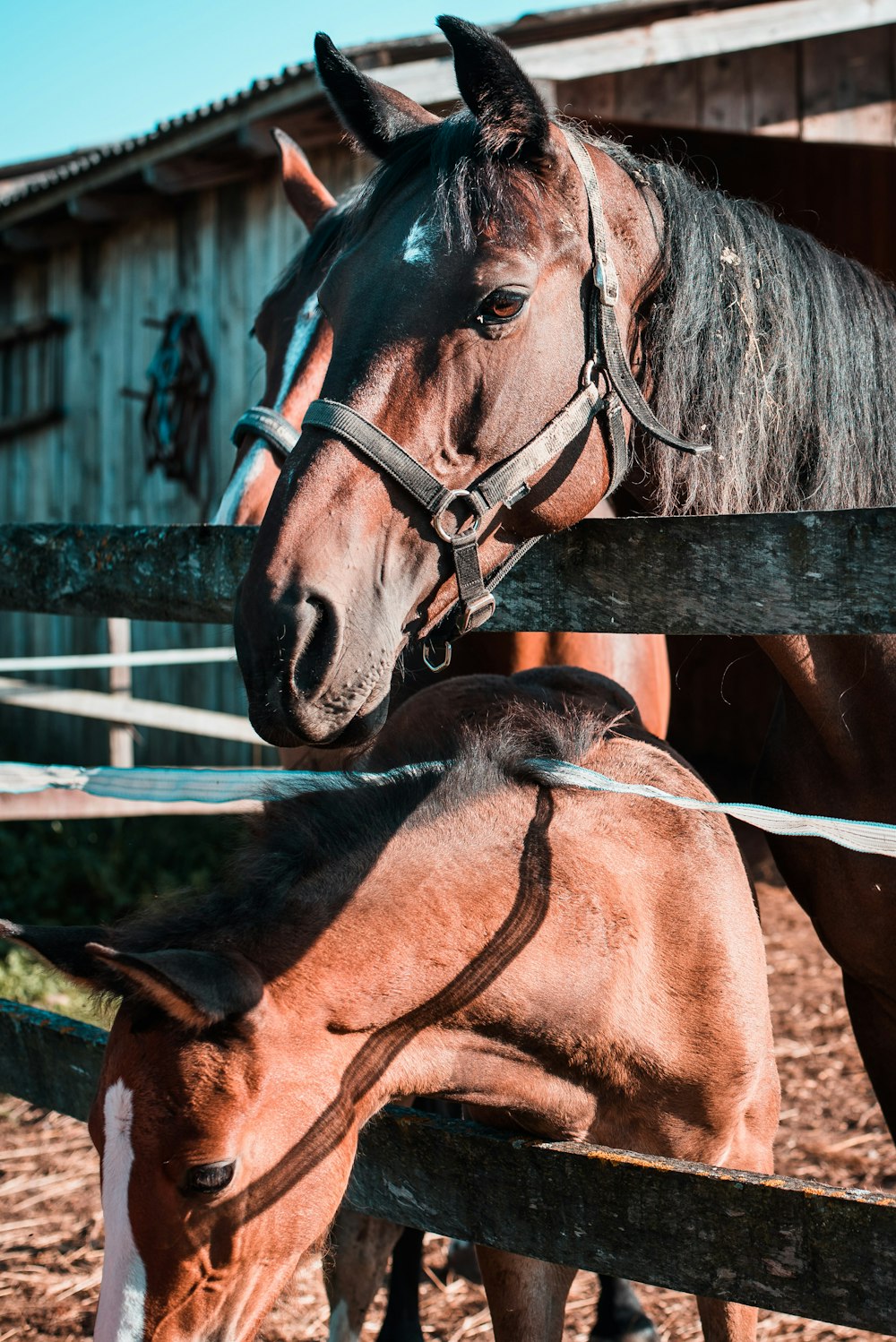 brown horses on farm during daytime