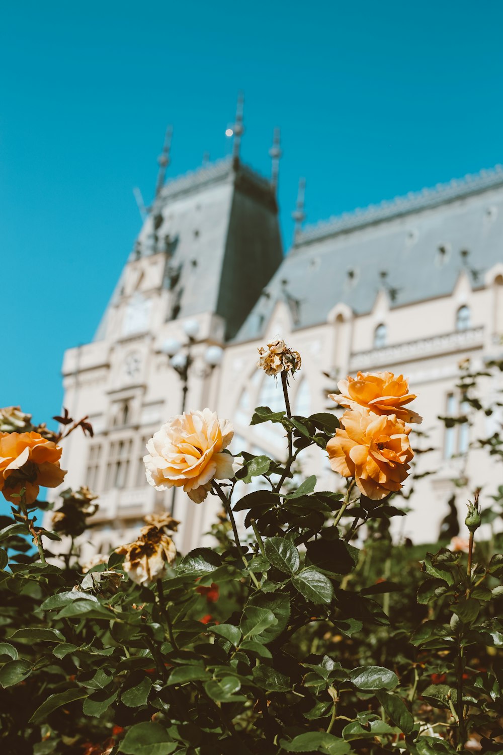 orange flowers