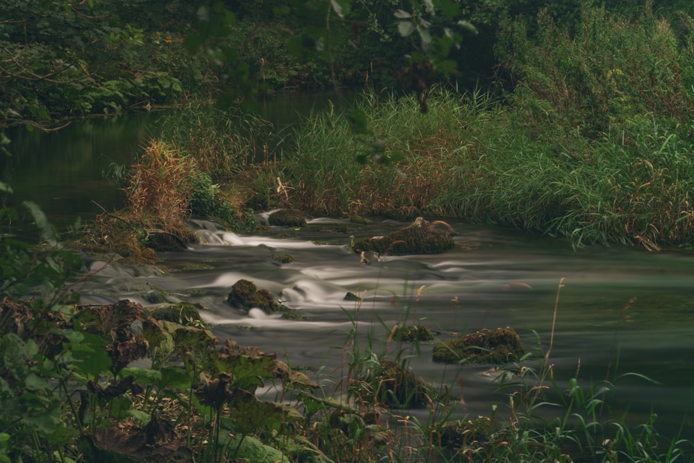 body of water surrounded by grass