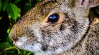 A close-up of a rabbit nibbling on fresh greens, showcasing its soft fur.