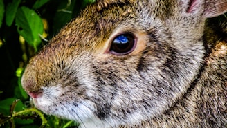 A close-up of a rabbit nibbling on fresh greens, showcasing its soft fur.