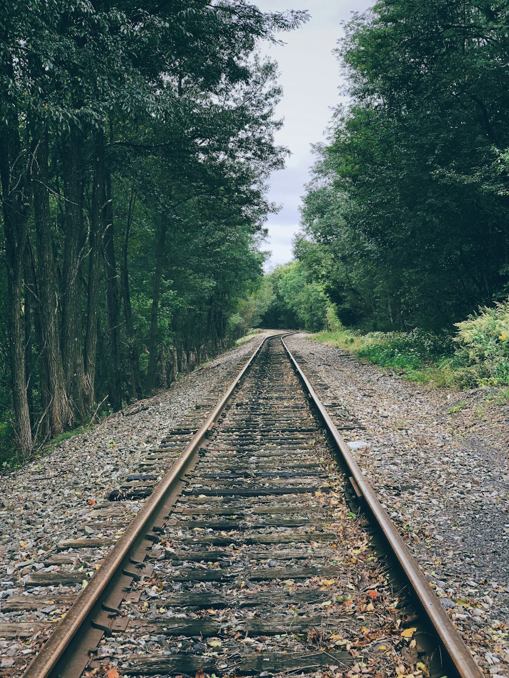 rusty rail track lined with green trees