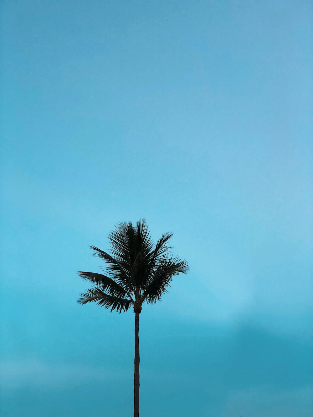 selective focus photography of palm tree during daytime