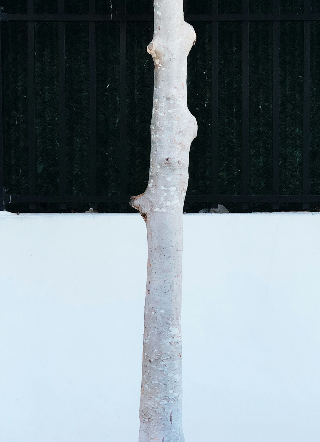 white twig