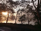 A warm sunrise filtering through tall forest trees, symbolizing new beginnings.