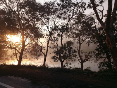 A warm sunrise filtering through tall forest trees, symbolizing new beginnings.
