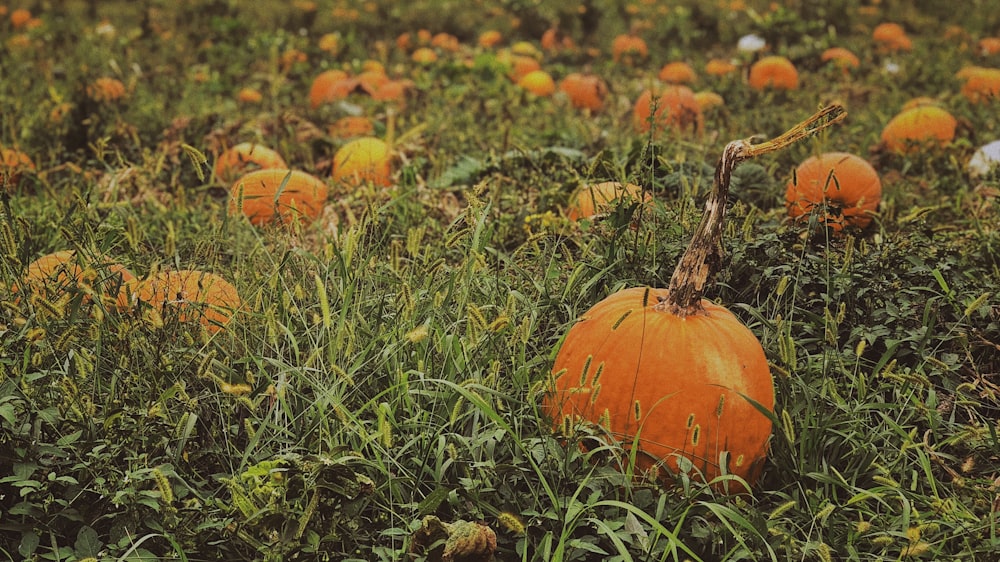 selective focus photo of pumpkins