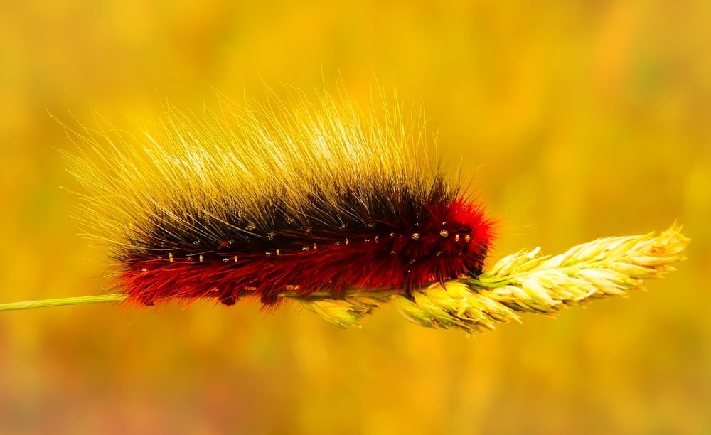 red and black caterpillar on top gray wheat