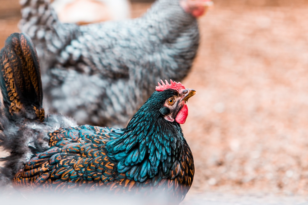 foto di messa a fuoco selettiva di una gallina