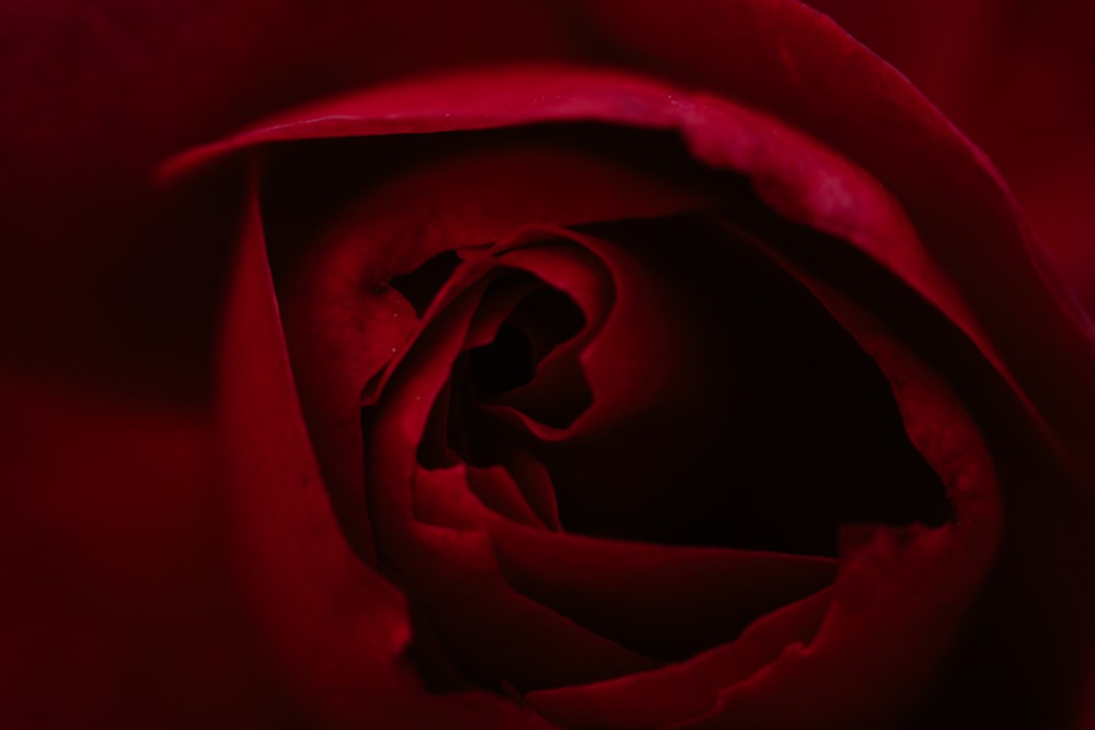 a close up of a red rose flower