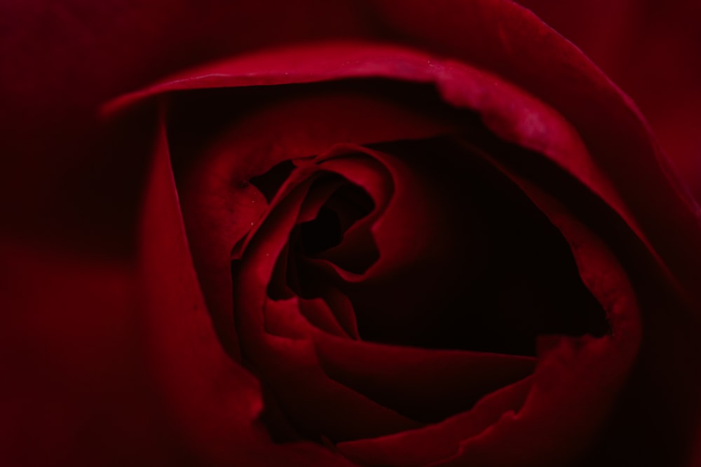 Eine Nahaufnahme einer roten Rosenblüte