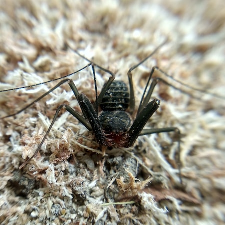 Essential Notes for Understanding Arachnid AI