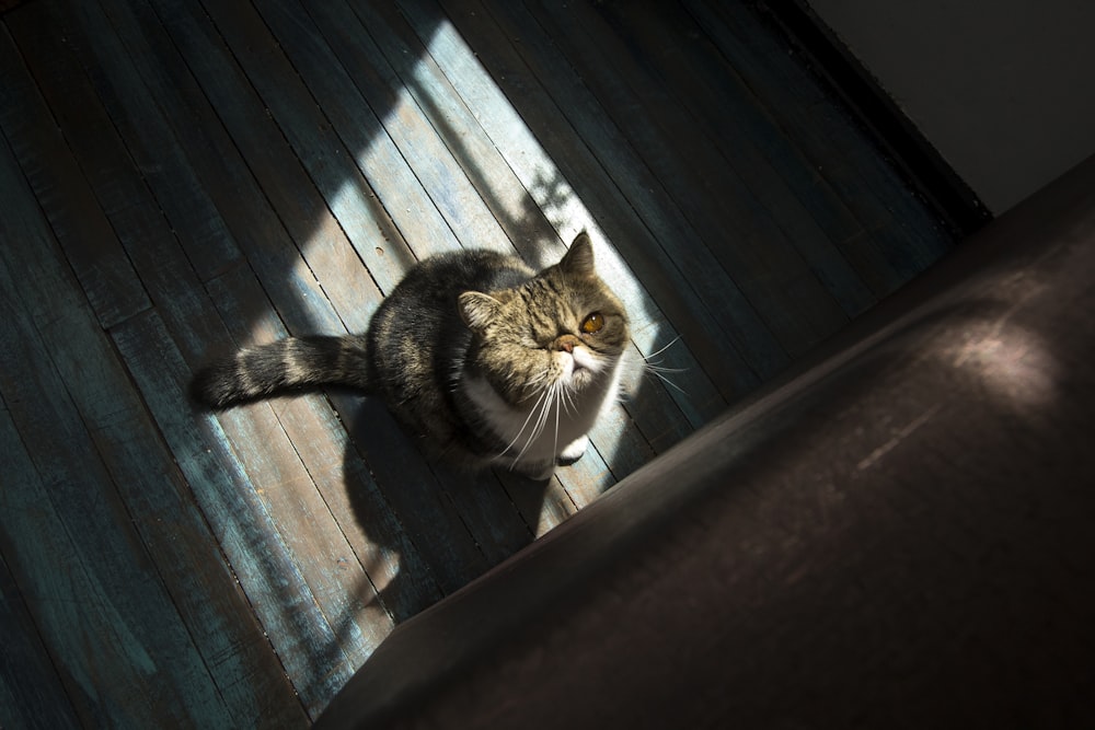 gray tabby cat on floor