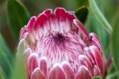 Close-up of a thriving protea plant in a well-kept garden setting, showcasing texture and color.
