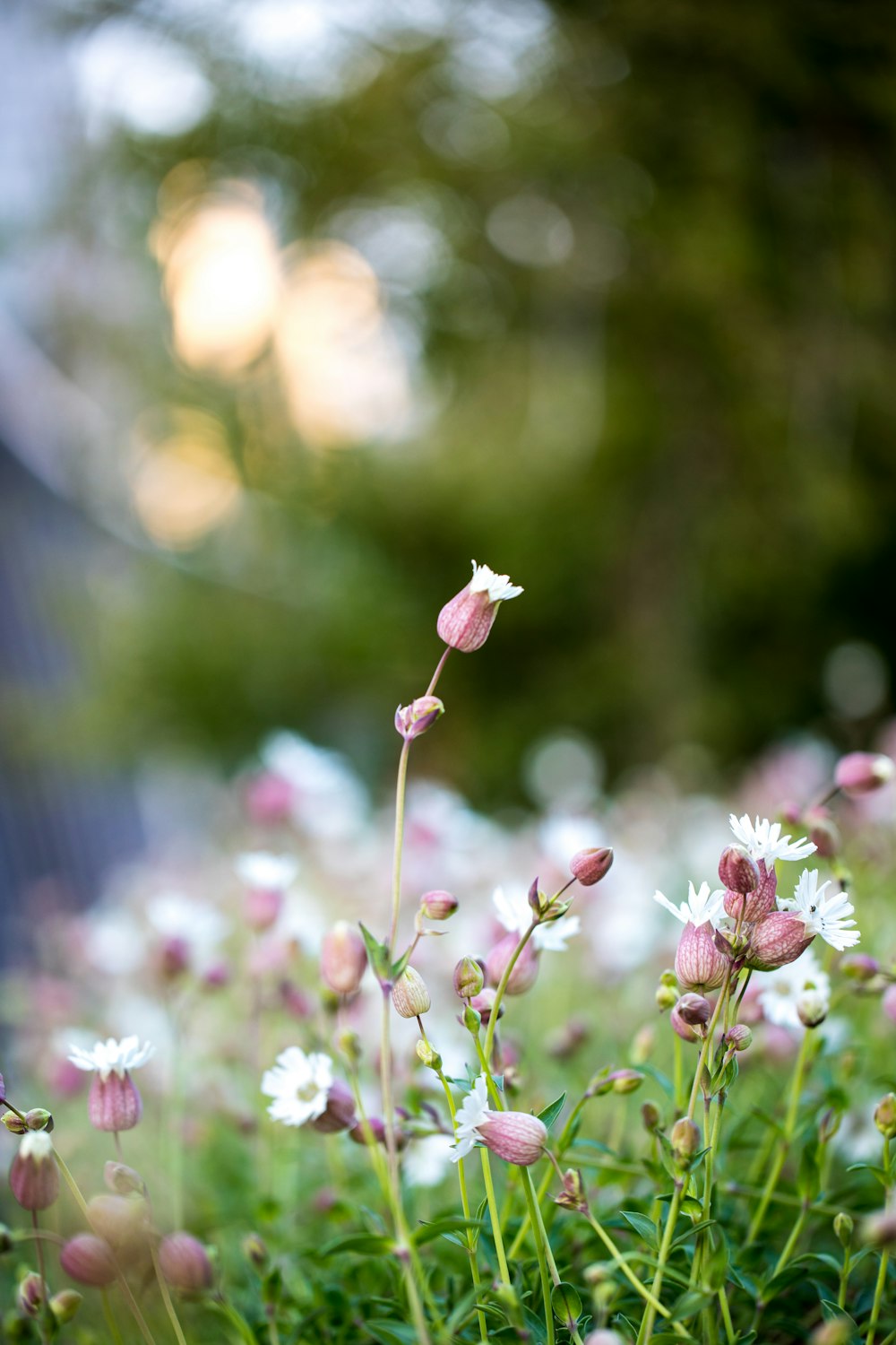 selective focus photo of pink petaled flowers