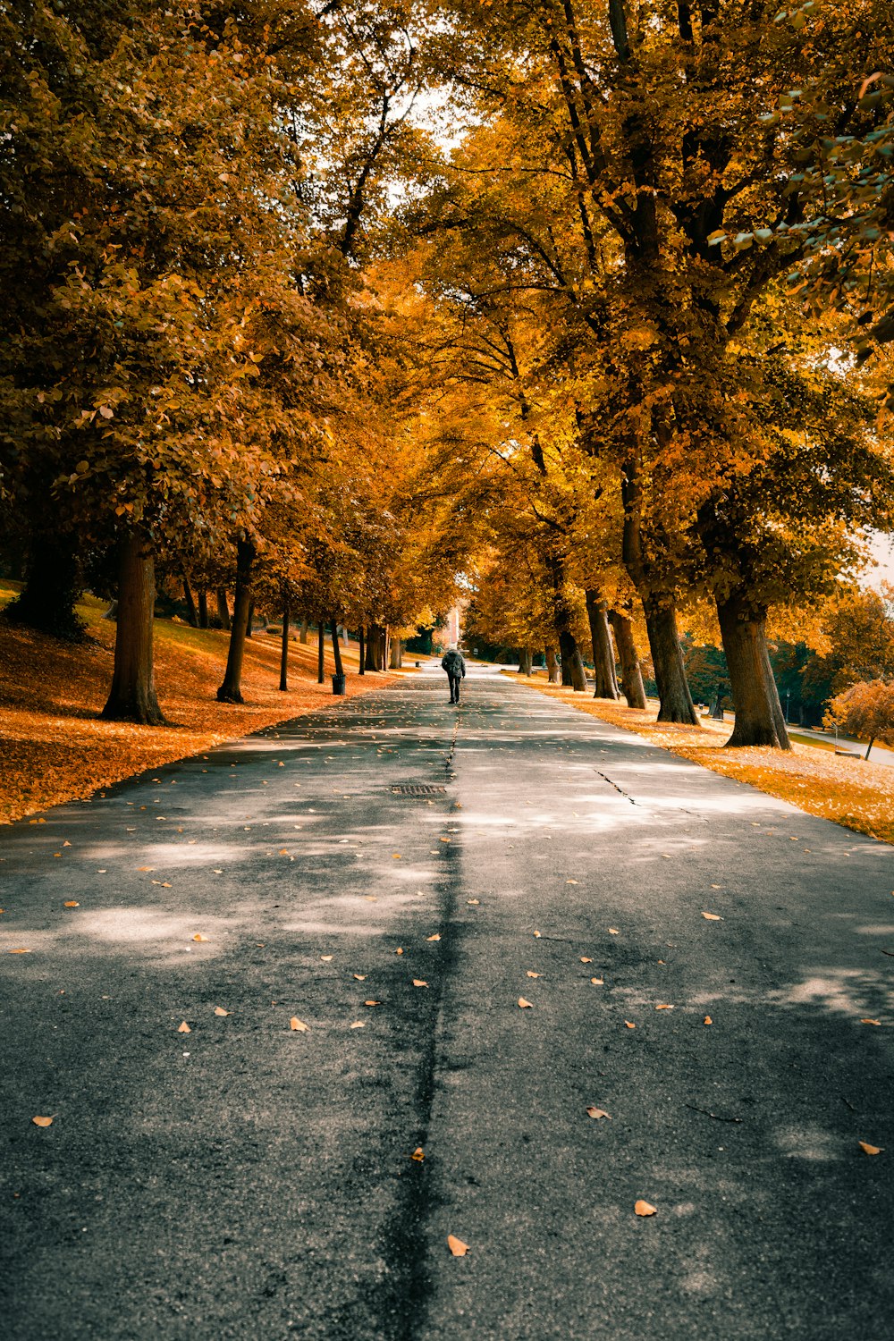person walking on concrete road surrounded by tall trees