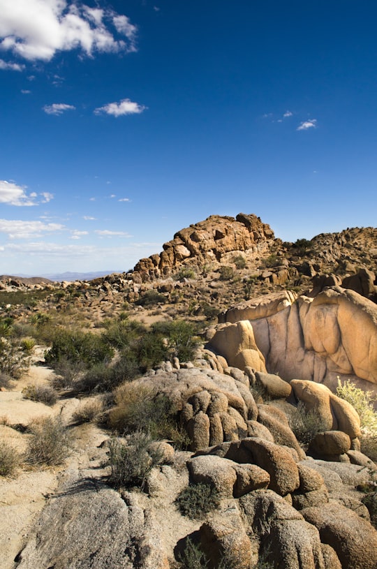 brown mountain in Joshua Tree National Park United States