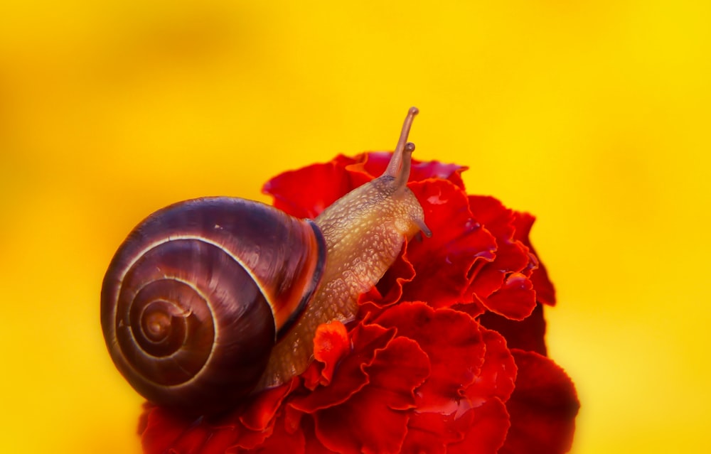 snail on red flower