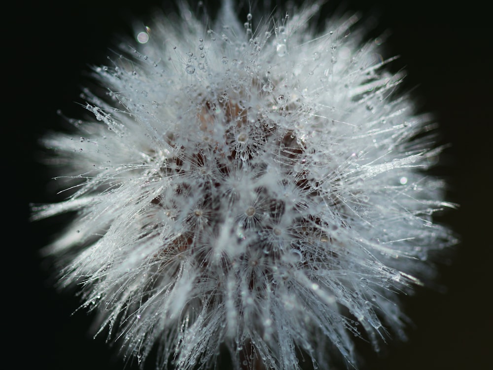 a close up of a dandelion on a black background