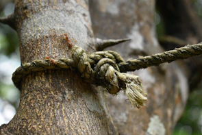 Close-up of flexible tree support tied gently around a young trunk