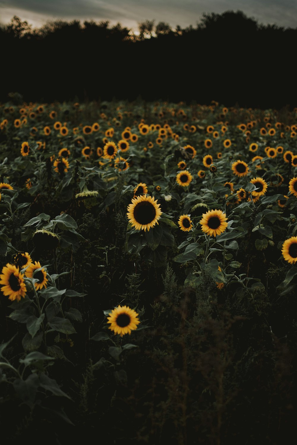 sunflower field