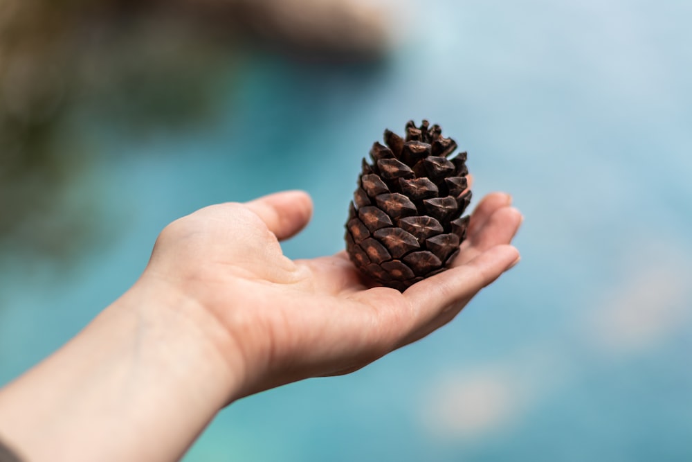 person holding brown pine cone during daytime