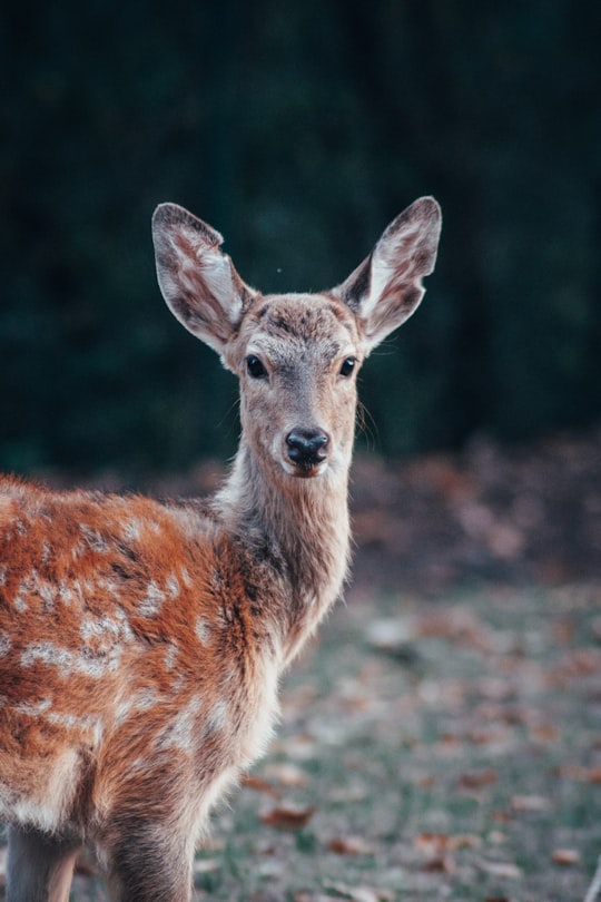 red and gray deer in Nuremberg Zoo Germany