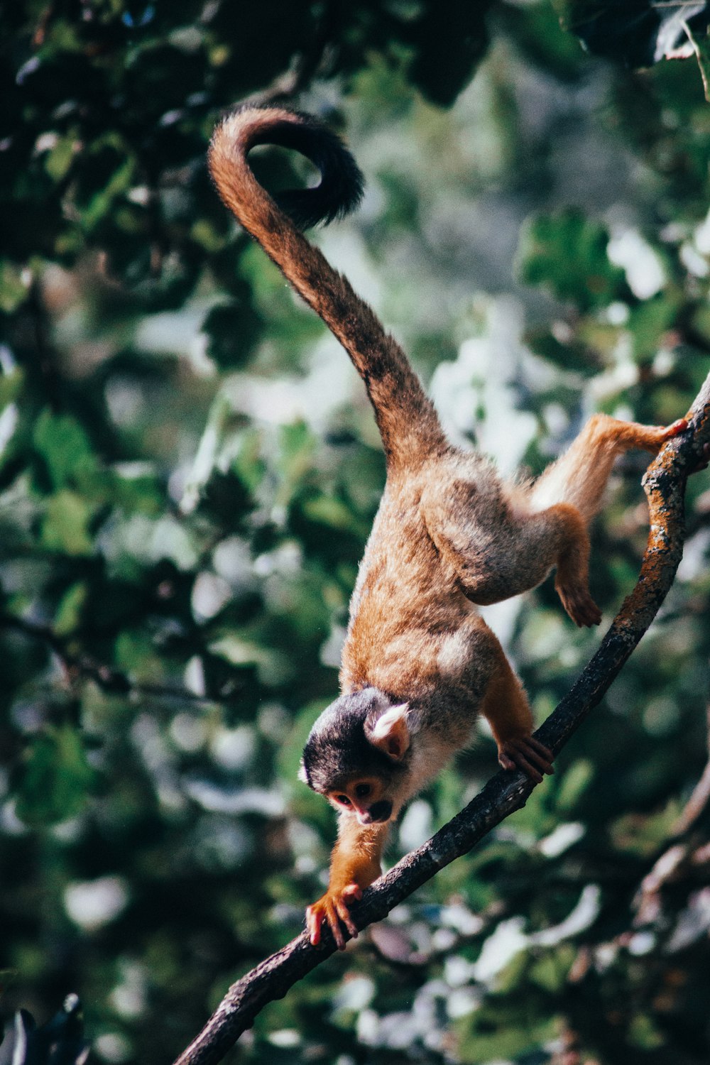 Macaco marrom na árvore