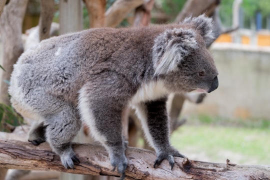 adult koala bear on brown branch in South Australia Australia