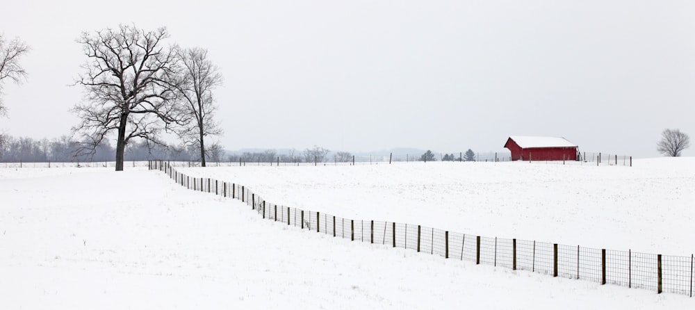 arbres dénudés sur un champ de neige pendant la journée