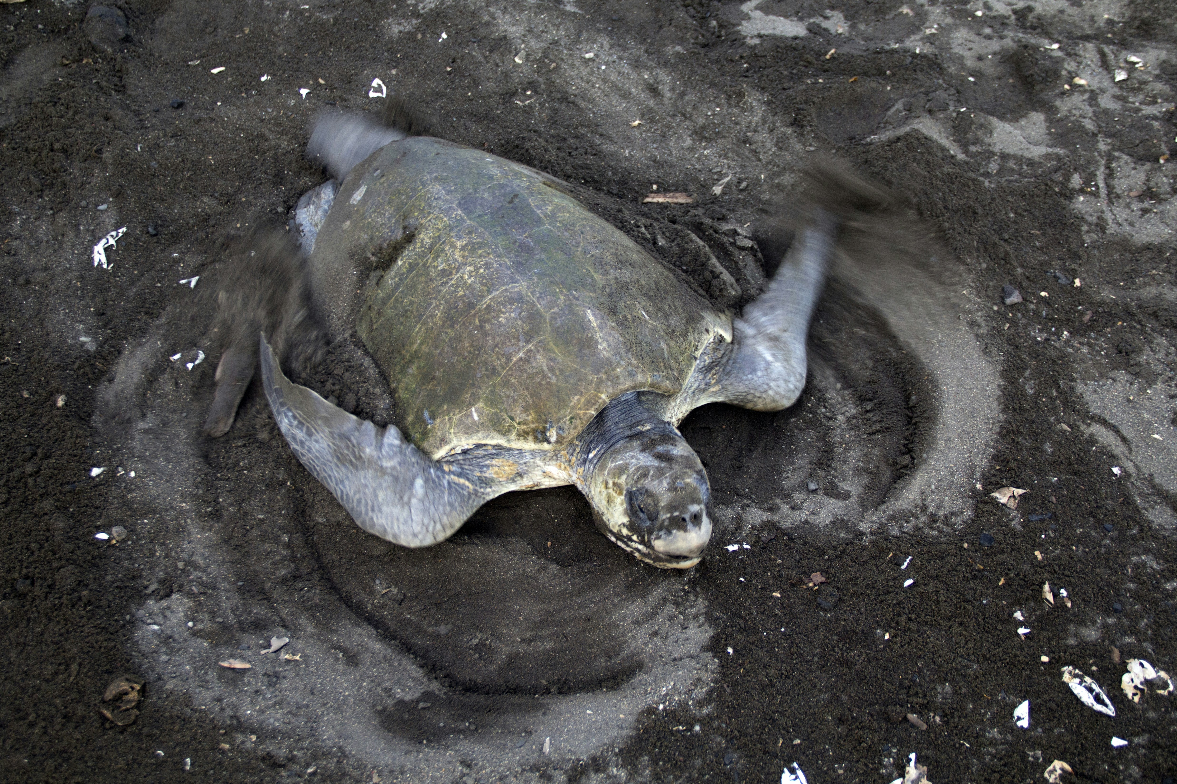 brown turtle on sand