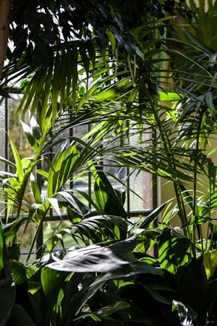Sunlight filtering through green leaves in a garden where nw naturals sources some of its fresh herbs.