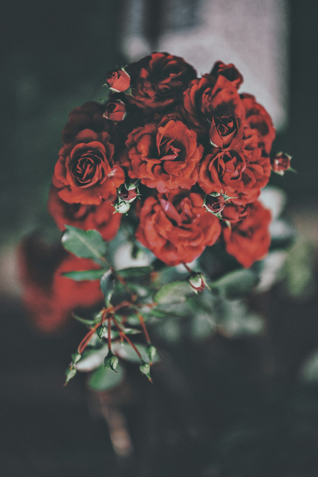 red roses in selective focus photography