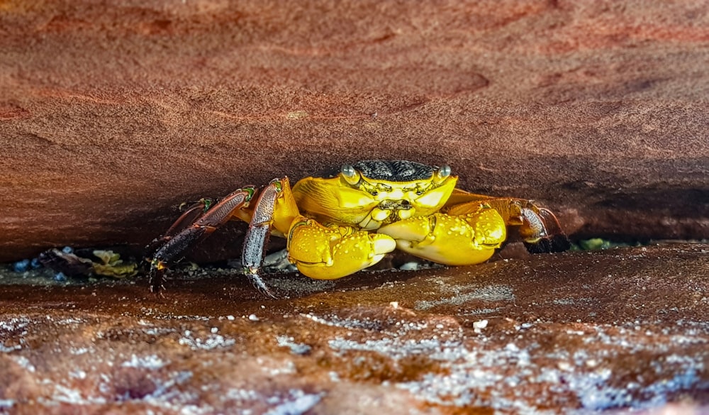 crab under brown rock