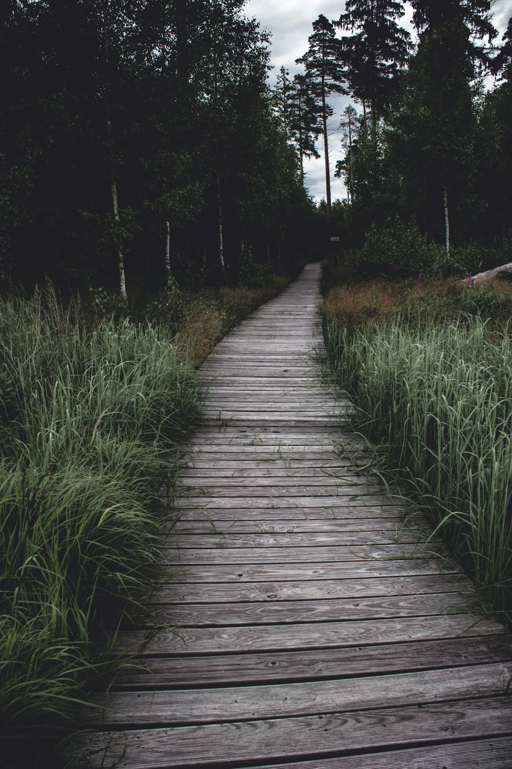 pathway between grass