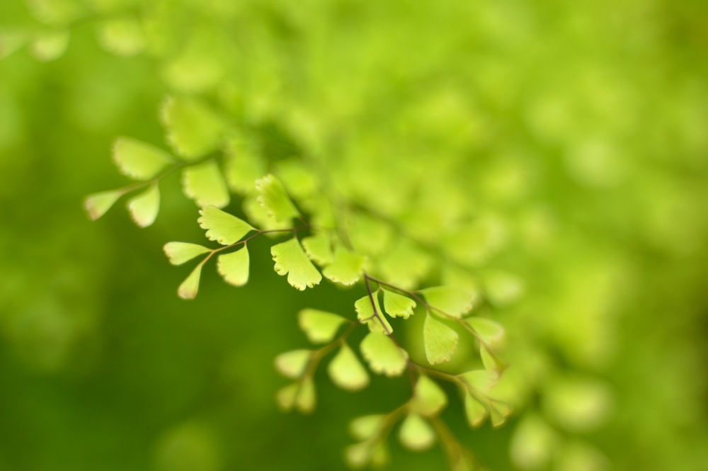 selective photo of green leaves