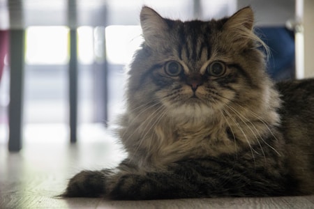 A fluffy, long-haired cat with large, expressive eyes lies on the floor. The fur is predominantly a mix of dark and light grays, creating subtle stripes. The background is softly blurred, with hints of furniture or window light, suggesting an indoor setting.