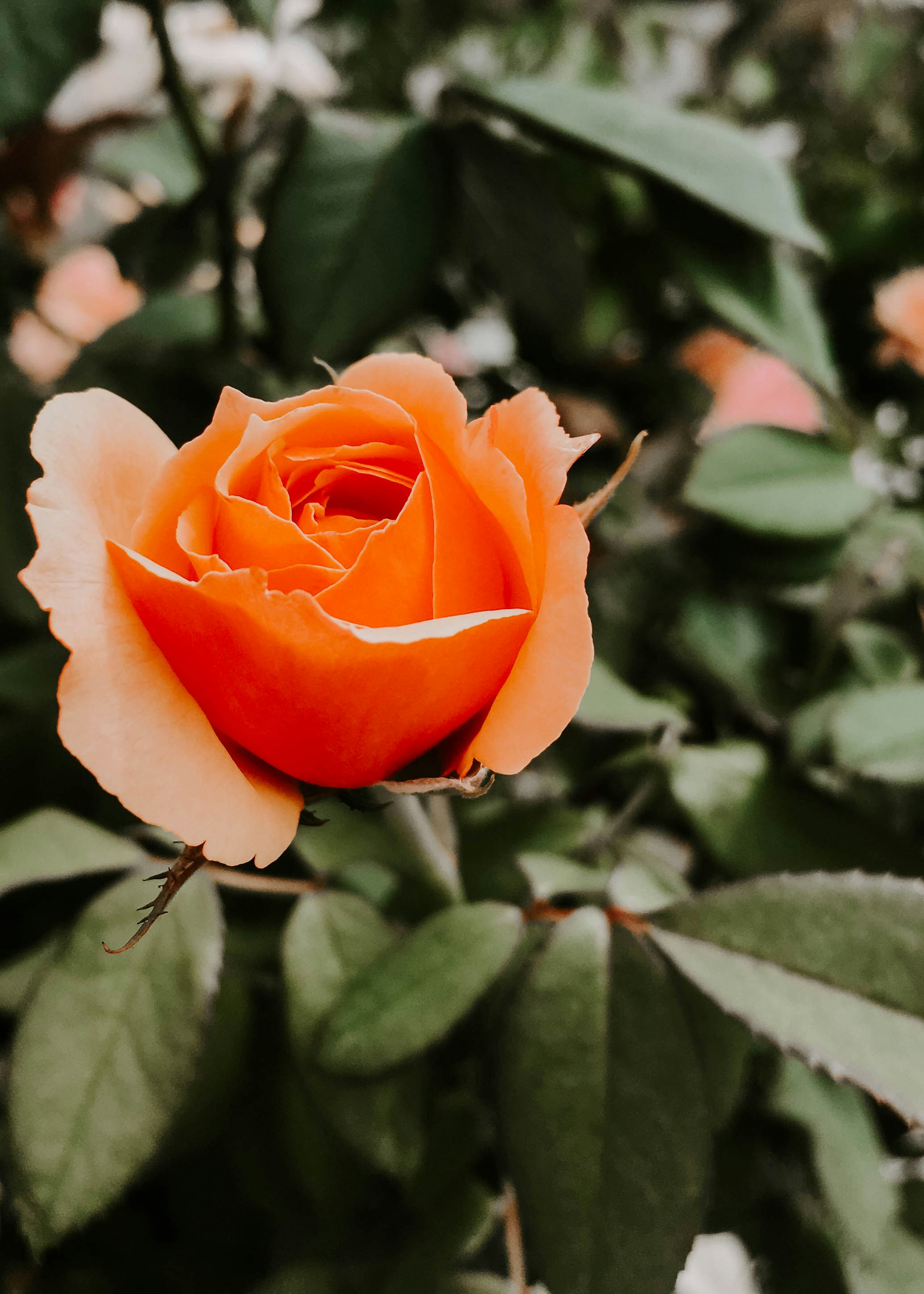 Photo by rachelcoyne