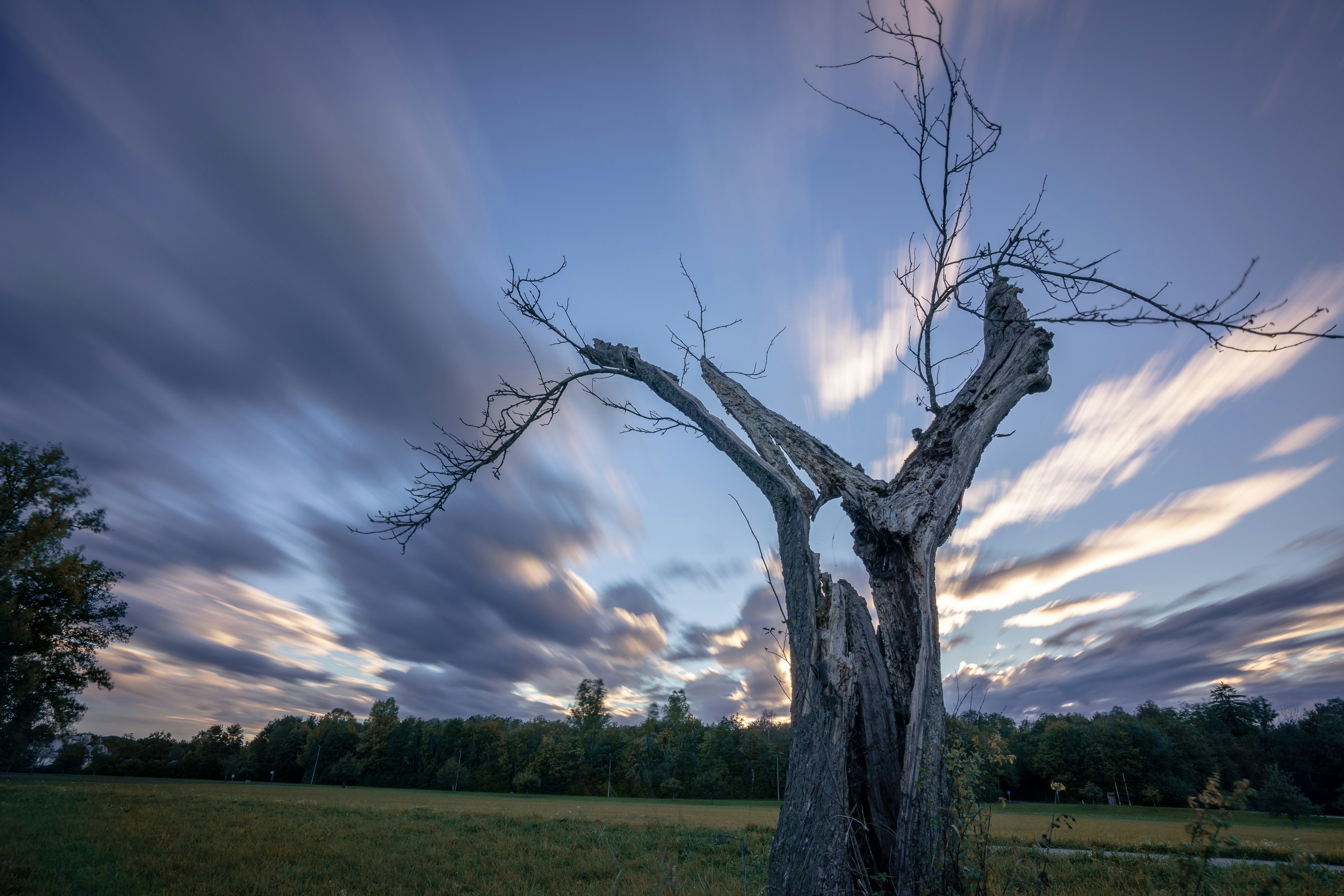 a tree in a field with a cloudy sky in the background