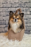 A small dog with a fluffy coat and perky ears is comfortably nestled inside a soft, tan bag with text on the front. The background consists of a gray brick wall, and the scene is set on a plush, white surface.