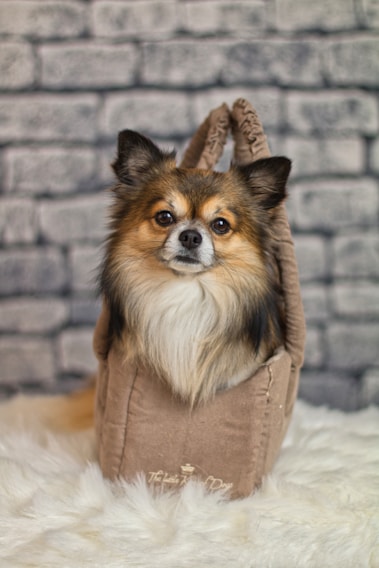 A small dog with a fluffy coat and perky ears is comfortably nestled inside a soft, tan bag with text on the front. The background consists of a gray brick wall, and the scene is set on a plush, white surface.