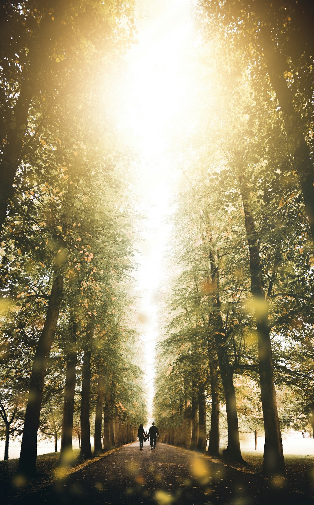 Due persone che camminano su una strada sterrata circondata da alberi durante il giorno